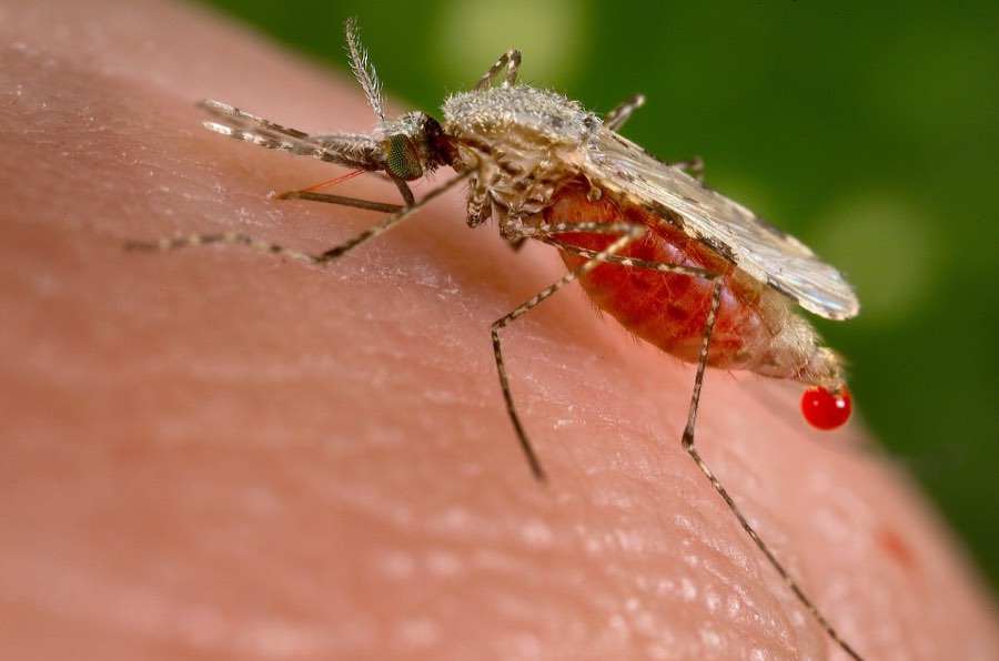 Close-up of a malaria mosquito