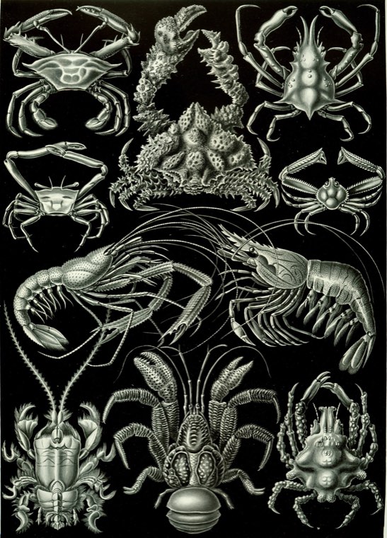 Ernst Haeckel's engraving of shrimp and crabs